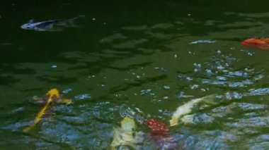 Göldeki Koi Balıklarının Renkli Çeşitleri