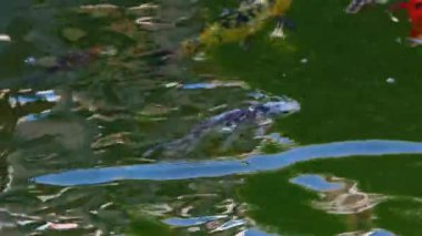 Göldeki Koi Balıklarının Renkli Çeşitleri 