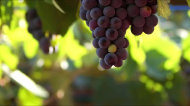 Daldaki koyu kırmızı üzümler 