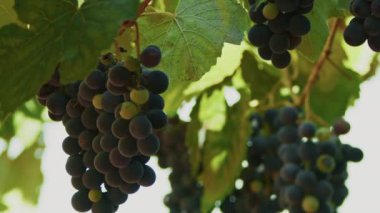 Daldaki koyu kırmızı üzümler 