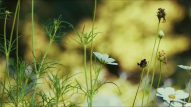 Yeşil Doğada Rüzgarda Çiçekler