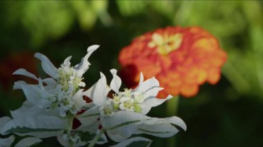 Yeşil Doğada Rüzgarda Çiçekler