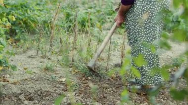 Yaşlı köylü kadın bahçesindeki toprağı çapalıyor.