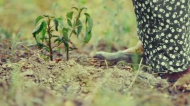 Yaşlı köylü kadın tarladan yabani otları temizliyor.