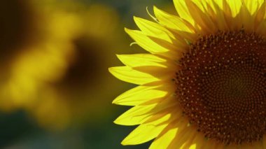 Tarım Sarı Ayçiçeği Bitkisi Güneş Işığında Çiftlik Tarlasında