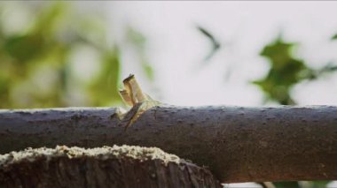 Doğada Balta ile Ağaç Dallarını Kesmek