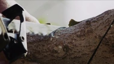 Doğada Kesilen Ahşap