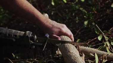 Doğada Kesilen Ahşap