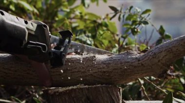 Doğada Kesilen Ahşap