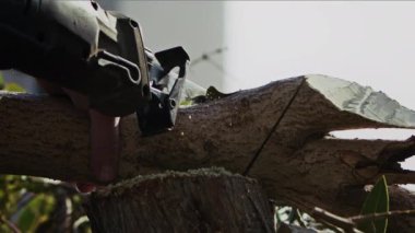 Doğada Kesilen Ahşap