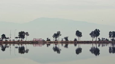 Ağaçlar ve Ağaç Doğadaki Deniz Su ve Köprüsü Yansıması