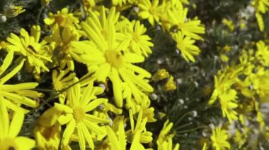 Sarı Papatya Çiçeği Şirin Doğada