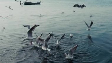 Uçan hayvan kuş martılar