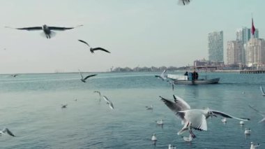 Uçan hayvan kuş martılar