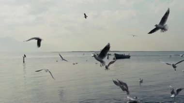 Uçan hayvan kuş martılar