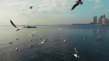 Uçan hayvan kuş martılar