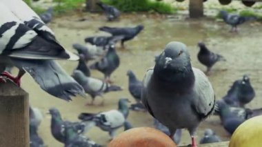 Hayvan Kuş Güvercinleri Parkta Güvercin