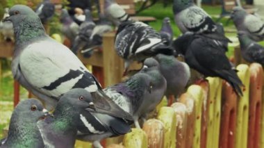 Hayvan Kuş Güvercinleri Parkta Güvercin