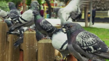 Hayvan Kuş Güvercinleri Parkta Güvercin