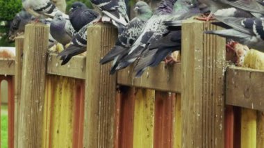 Hayvan Kuş Güvercinleri Parkta Güvercin