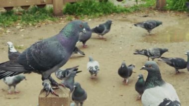 Hayvan Kuş Güvercinleri Parkta Güvercin