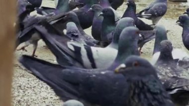 Hayvan Kuş Güvercinleri Parkta Güvercin