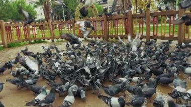 Hayvan Kuş Güvercinleri Parkta Güvercin
