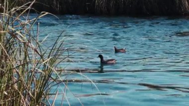 Göl kenarındaki Hayvan Ördekleri