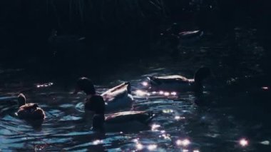 Göl kenarındaki Hayvan Ördekleri