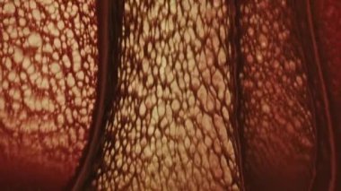 Soyut Renkli Mürekkep Boya Yayılımı