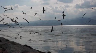 Uçan hayvan kuş martılar