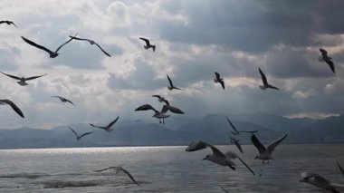 Uçan hayvan kuş martılar