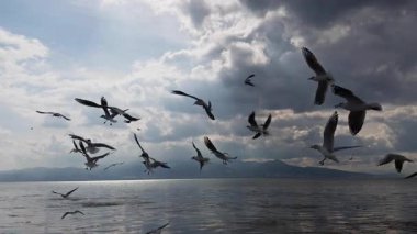 Uçan hayvan kuş martılar