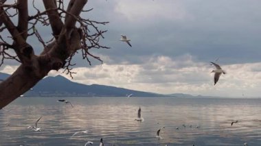 Uçan hayvan kuş martılar