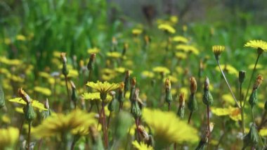 Yasemin Çiçekleri Yeşil Doğada Bitki