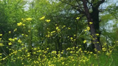 Yasemin Çiçekleri Yeşil Doğada Bitki