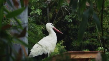 Doğadaki Hayvan Kuş Leyleği