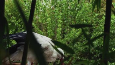 Doğadaki Hayvan Kuş Leyleği