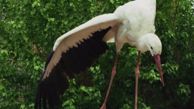 Doğadaki Hayvan Kuş Leyleği