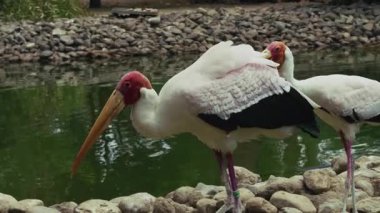 Doğadaki Hayvan Kuş Leyleği