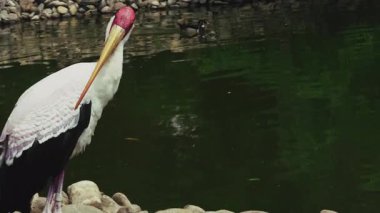 Doğadaki Hayvan Kuş Leyleği