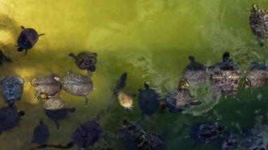 Göldeki Hayvan Kaplumbağalar