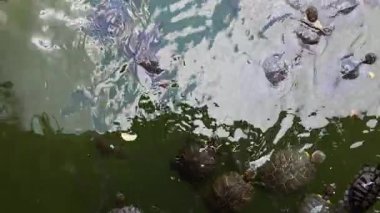 Göldeki Hayvan Kaplumbağalar