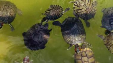 Göldeki Hayvan Kaplumbağalar