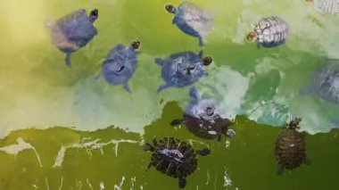 Göldeki Hayvan Kaplumbağalar