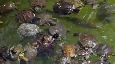 Göldeki Hayvan Kaplumbağalar