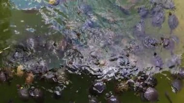 Göldeki Hayvan Kaplumbağalar