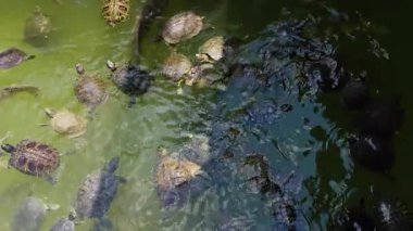 Göldeki Hayvan Kaplumbağalar