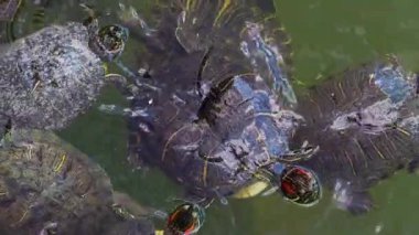 Göldeki Hayvan Kaplumbağalar