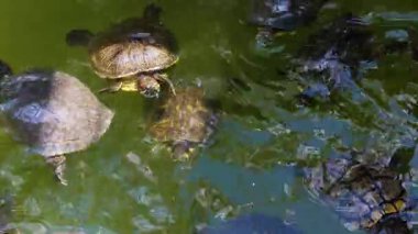 Göldeki Hayvan Kaplumbağalar